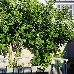 Badepensionat Sandloppen - Allinge-Sandvig